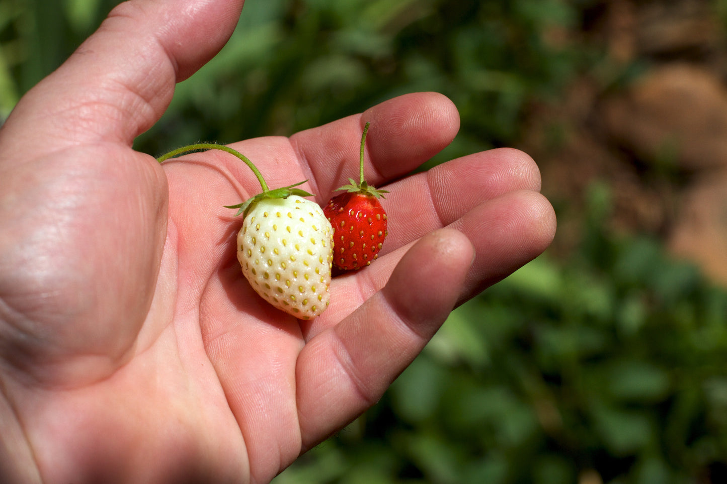 Flamingo Strawberries