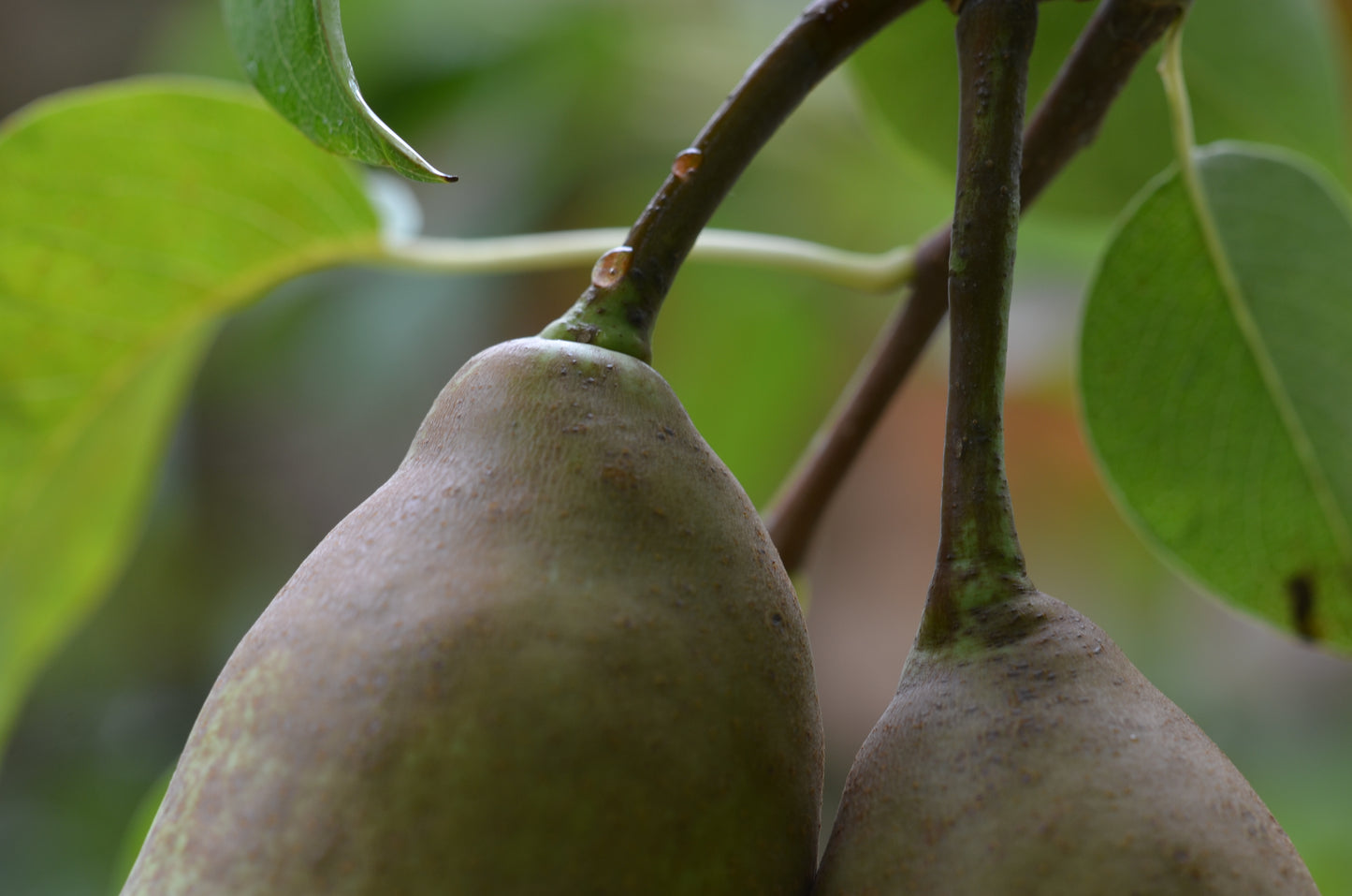 Two pears hanging on a tree branch with green leaves in the background.
