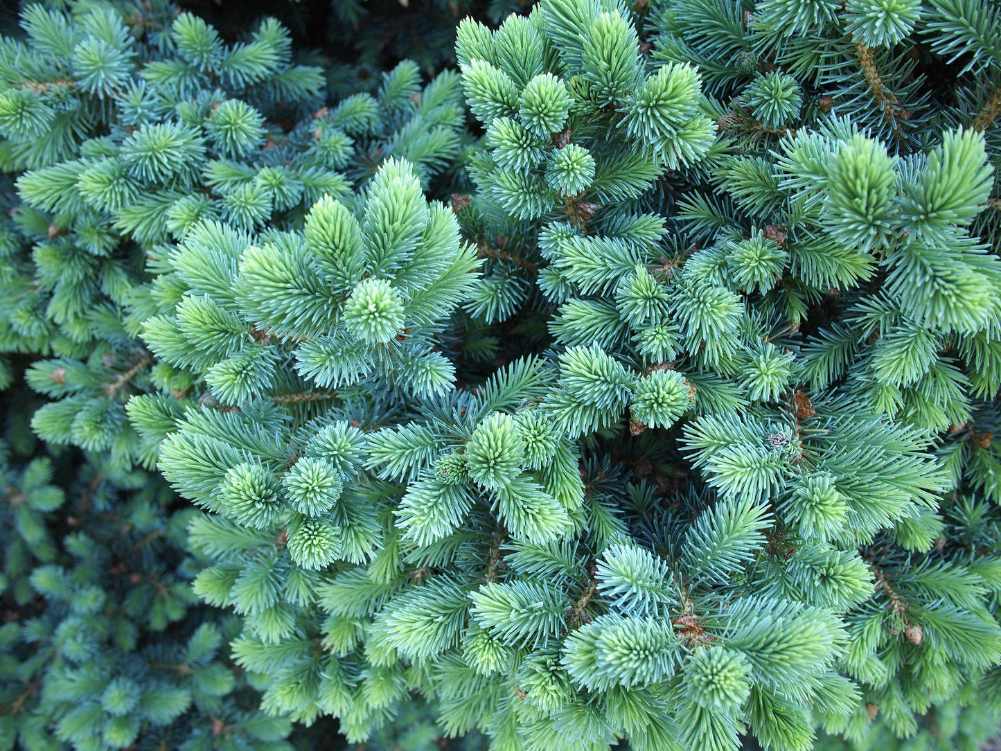 Close-up of lush, blue-green needles on white spruce tree branches.