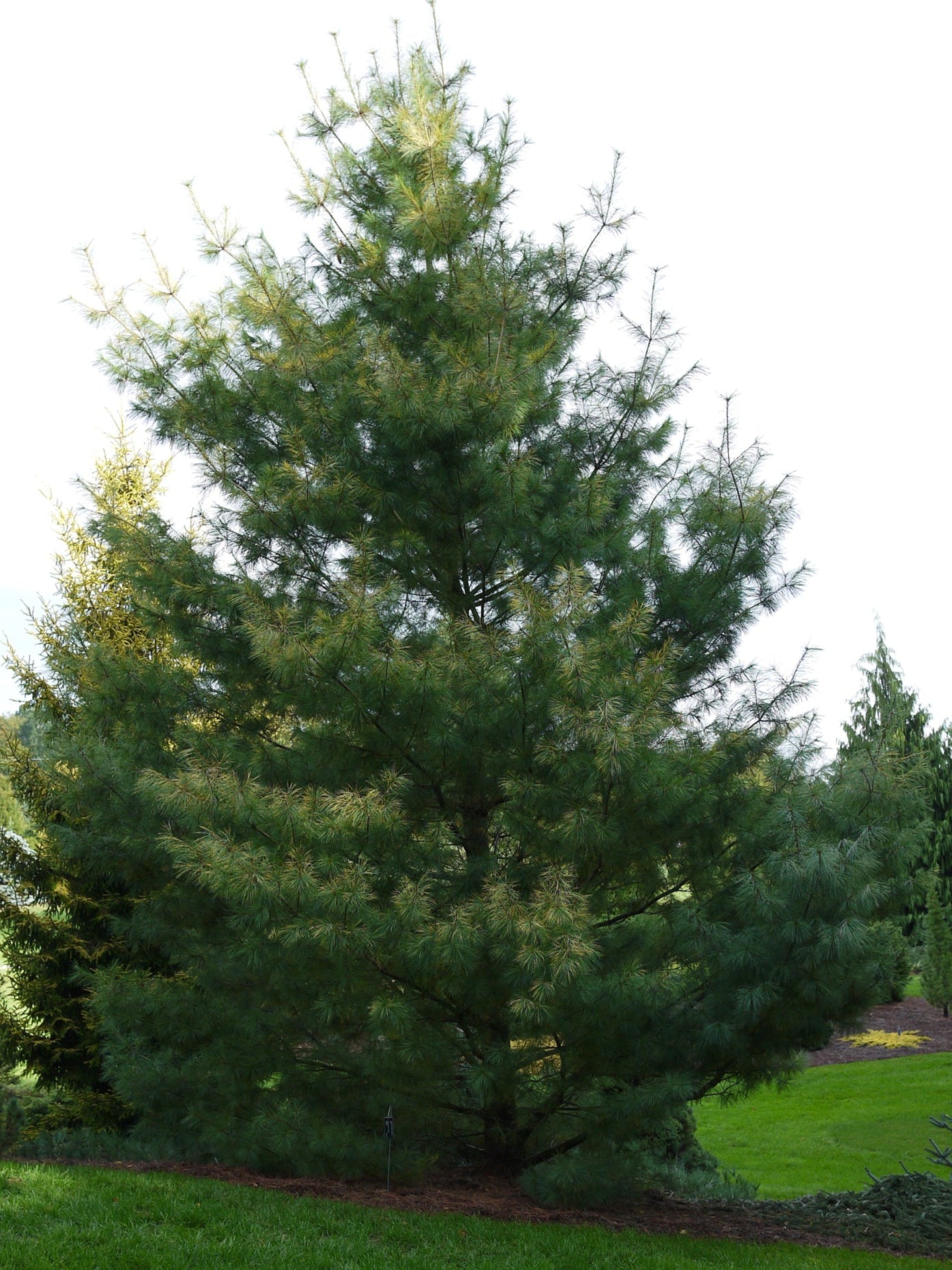 A mature white pine tree in a landscaped area showcasing its height and lush green needles.
