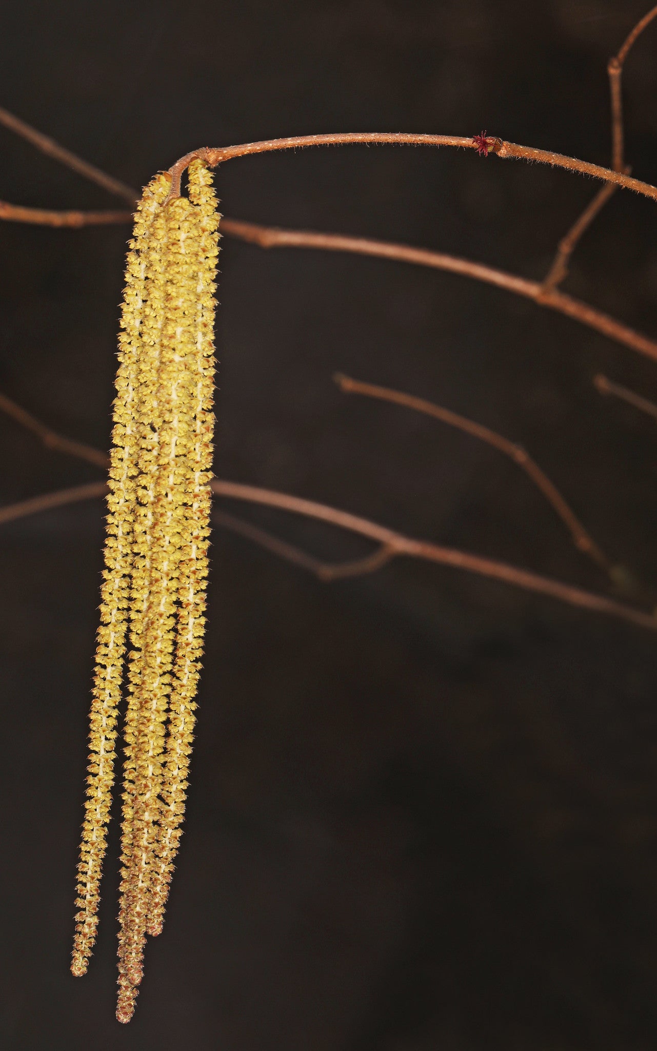 A grouping of long, slim, yellow flower clusters known as catkins hanging from a slender brown American hazelnut branch.
