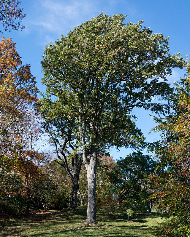 Tall, majestic bur oak tree in the center of a group of trees, perhaps in a park or yard.