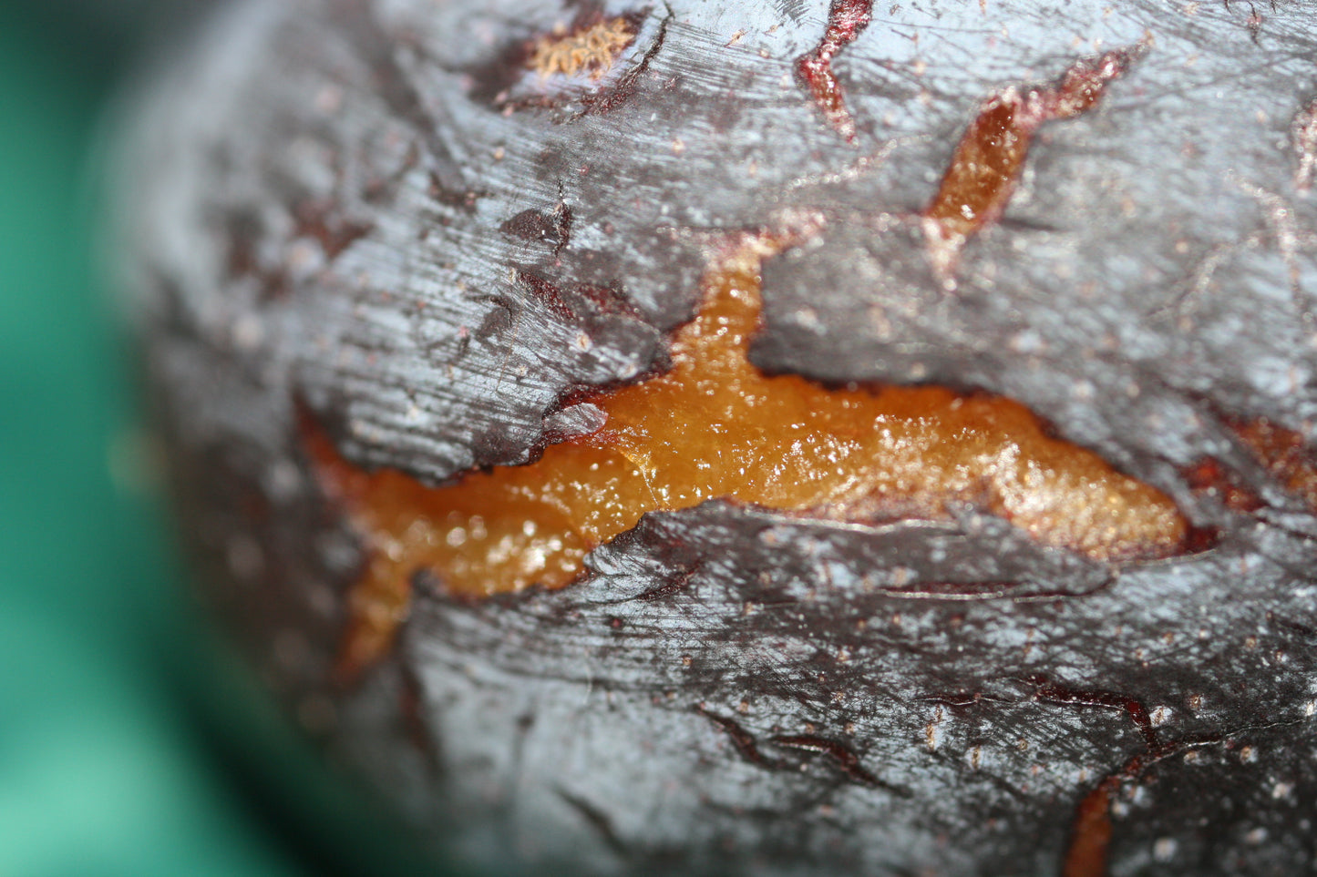 close up of an Italian prune that has cracked showing the inside.