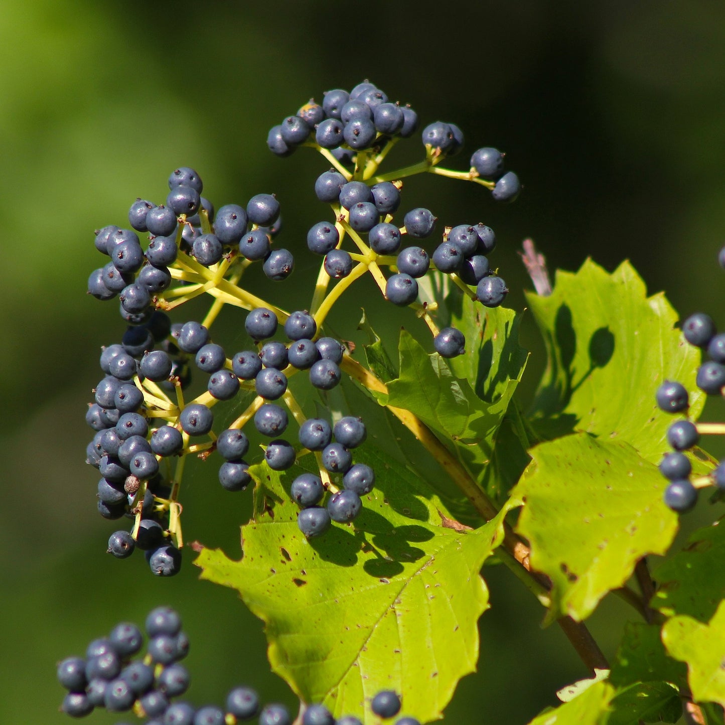 Close-up of clusters of small, round purple berries surrounded by bright green leaves on the branch of an arrowwood viburnum.