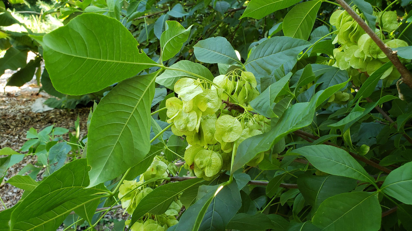 Close-up of light green, flat, circular seed pods that hang in clusters off of a hoptree branch, which also bears larger green leaves in groups of three.