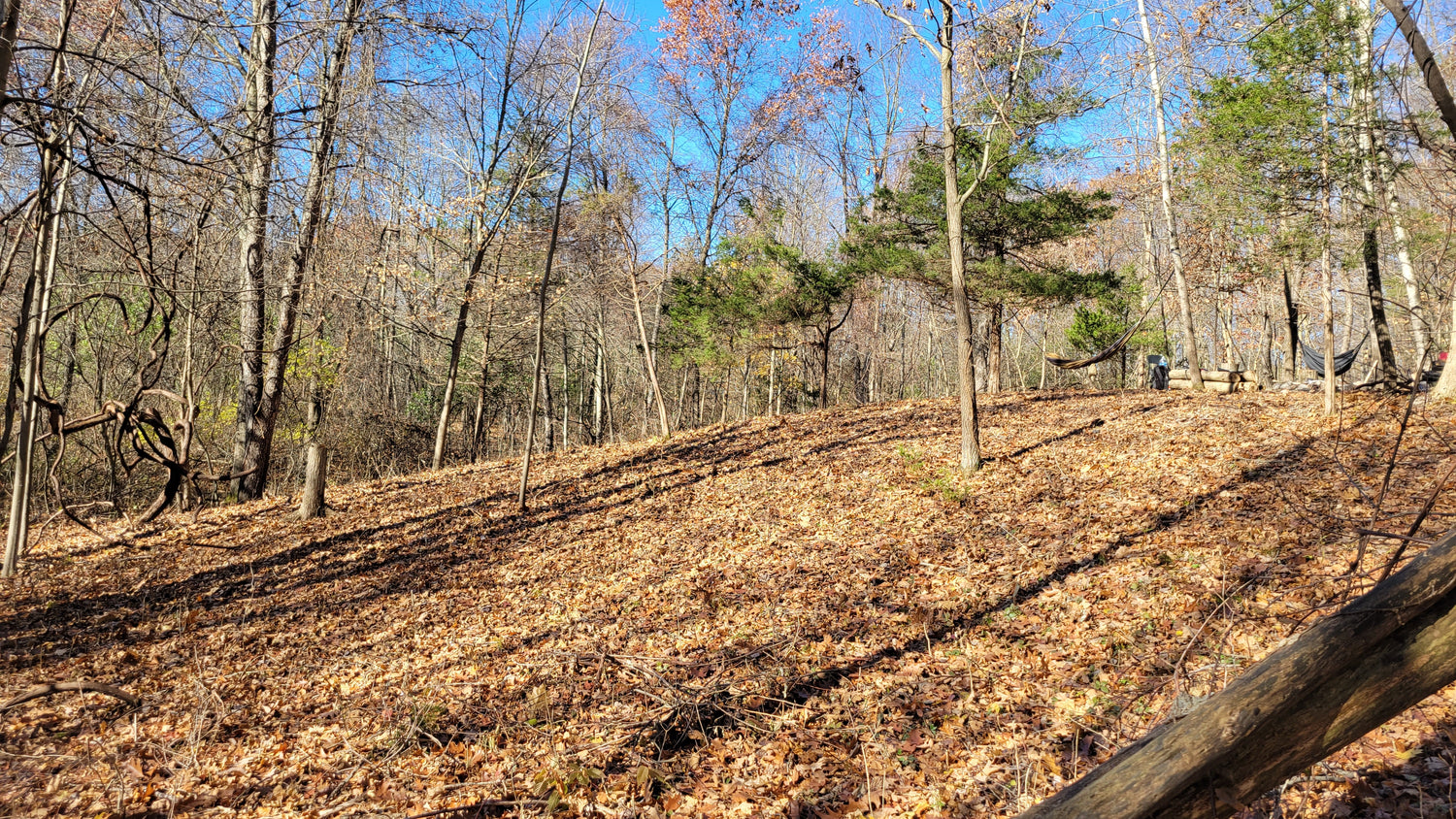 Hardwood forest in autumn color at an Oakland County conservation project site