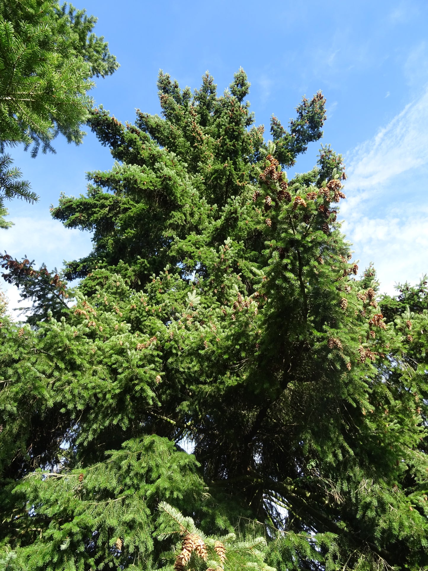 Douglas Fir (Pseudotsuga menziesii "Lincoln")