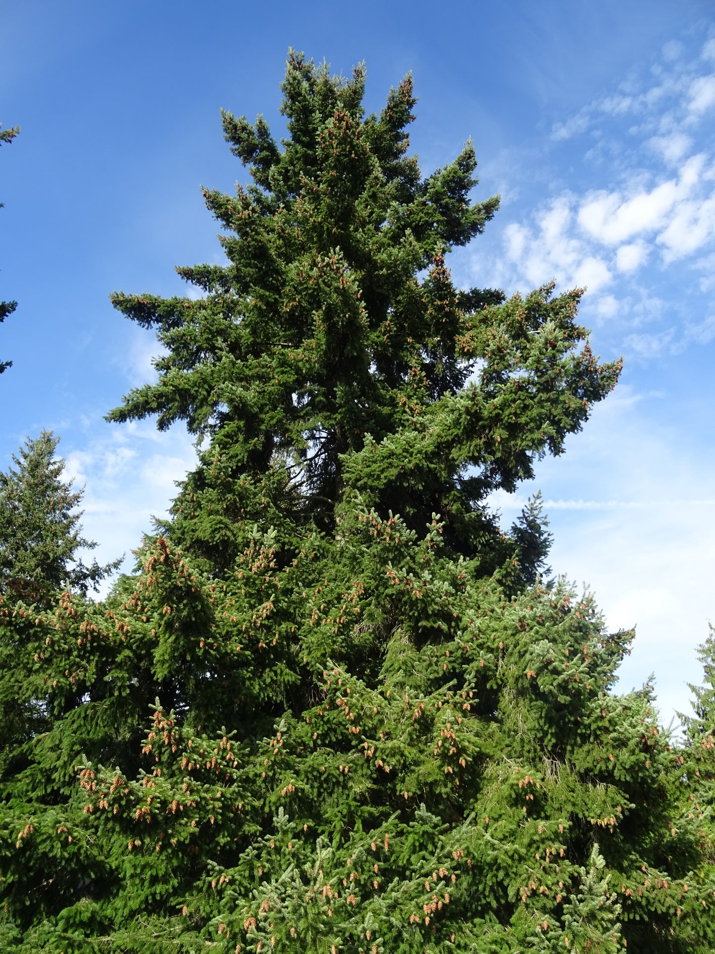 Douglas Fir (Pseudotsuga menziesii "Lincoln")