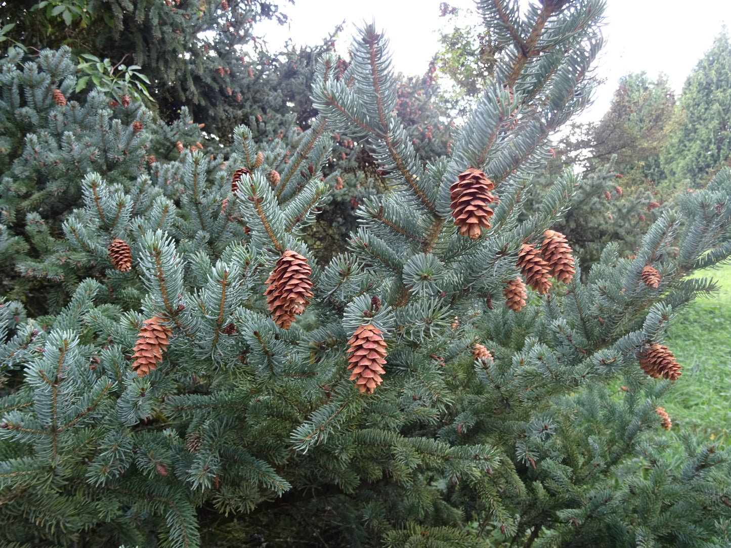 White Spruce (Picea glauca)