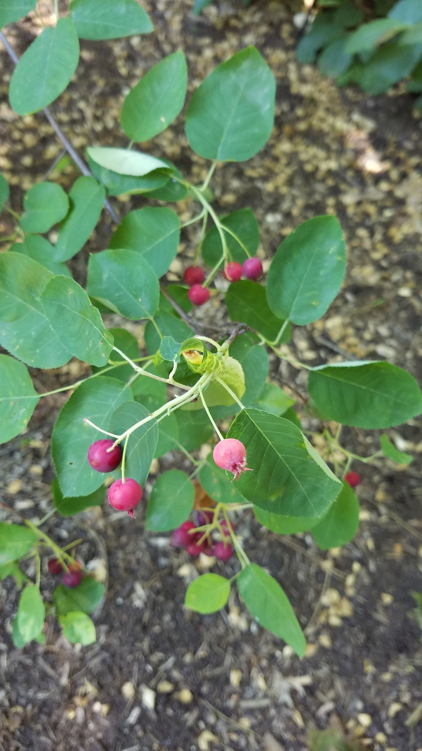 Downy Serviceberry (Amelanchier arborea)