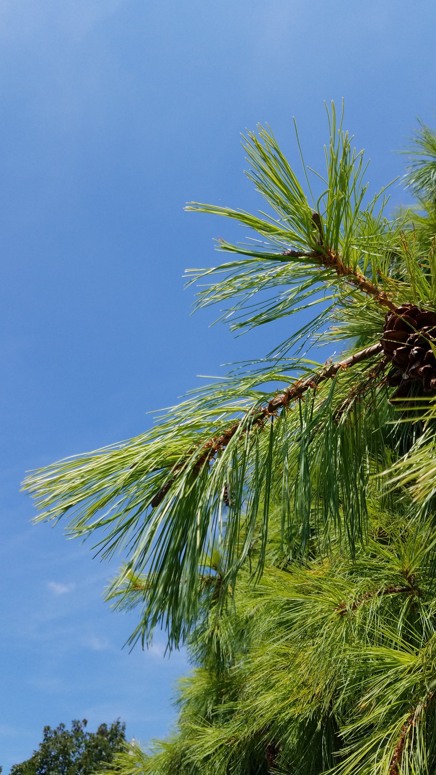 White Pine (Pinus strobus)