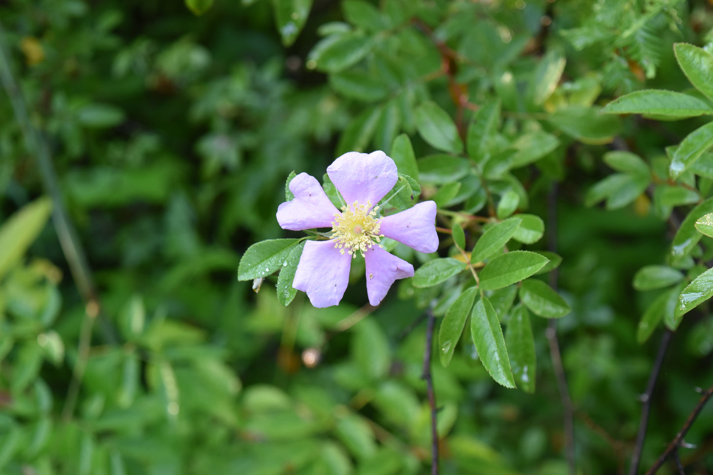 Pasture Rose (Rosa carolina)