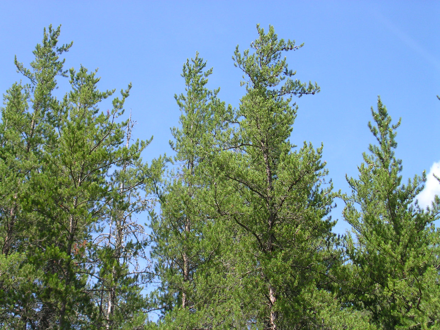 Jack Pine (Pinus banksiana)