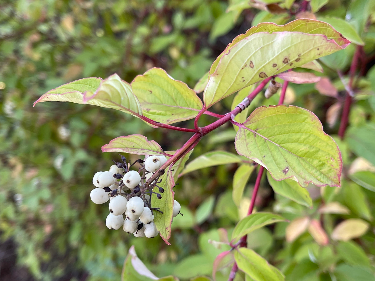 Red-osier Dogwood (Cornus sericea)