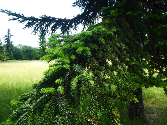 Norway Spruce (Picea abies)