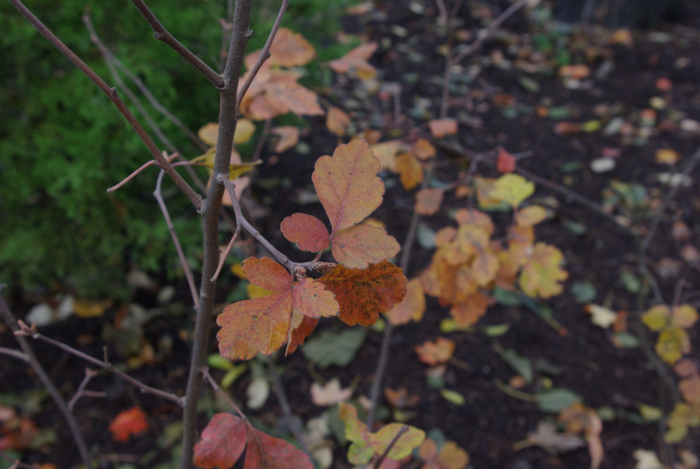 Fragrant Sumac (Rhus aromatica)