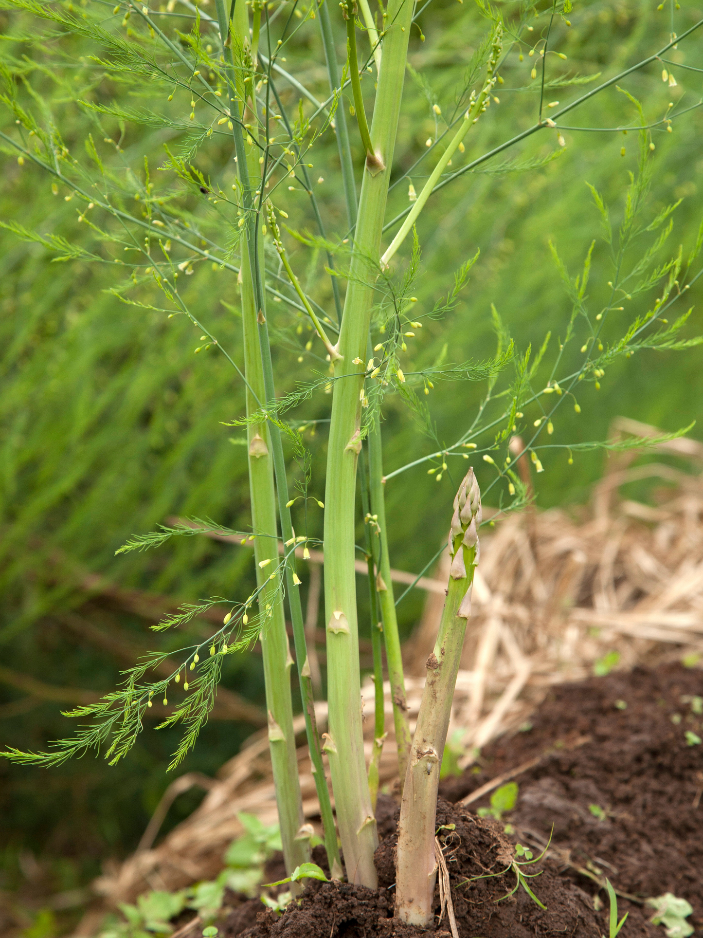 Martha Washington Asparagus