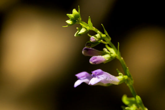 Mad Dog Skullcap (Scutellaria lateriflora)