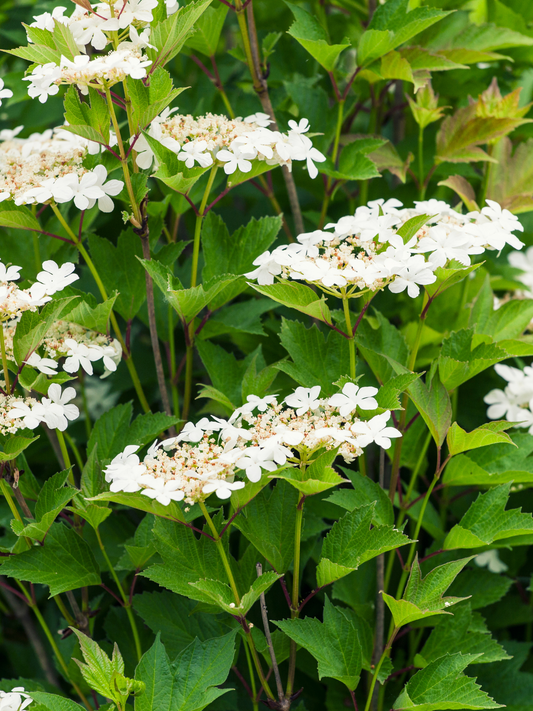 Highbush Cranberry (Viburnum trilobum)