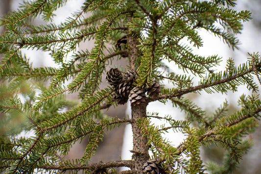 Black Spruce (Picea glauca)