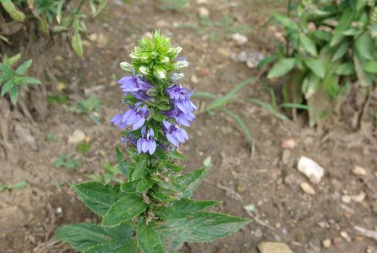 Blue Lobelia (Lobelia siphilitica)