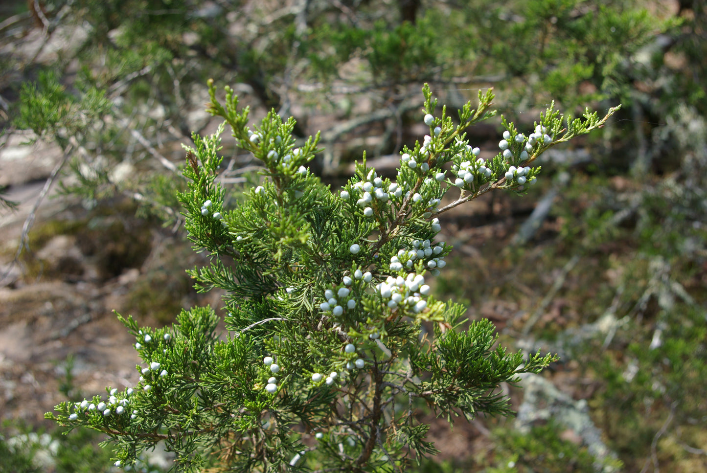 Eastern Red Cedar (Juniperus virginiana)