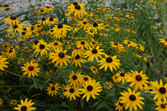 Showy Coneflower (Rudbeckia fulgida)