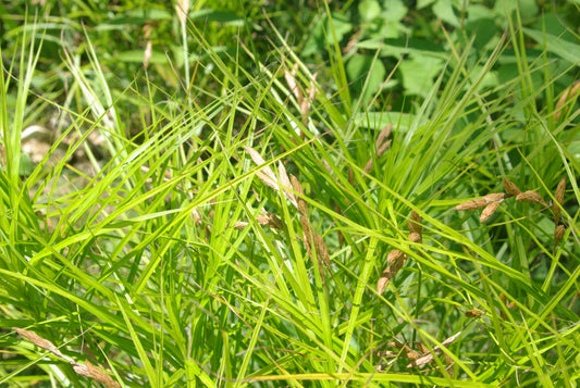 Palm Sedge (Carex muskingumensis)