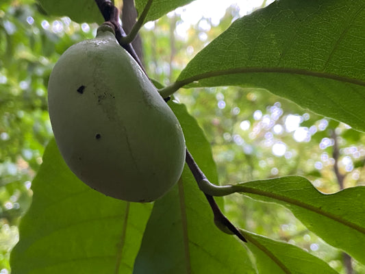 Pawpaw fruit 
