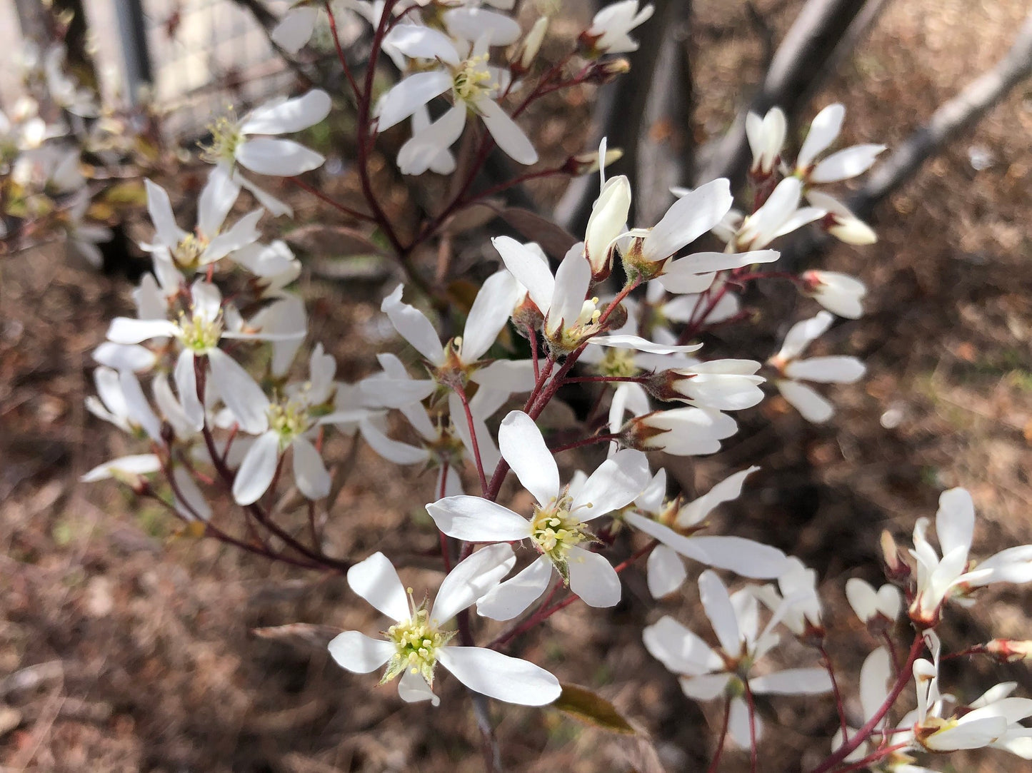 Close-up of delicate white flowers with thin petals on reddish-brown branches of a downy serviceberry bush. No leaves are visible, which likely indicates that this was taken during a winter month.