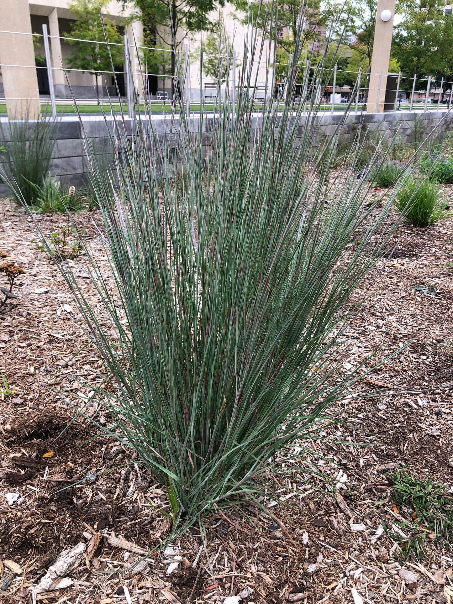 Little Bluestem (Schizachyrium scoparium)