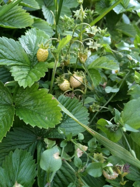 green strawberry plant with unripe strawberries