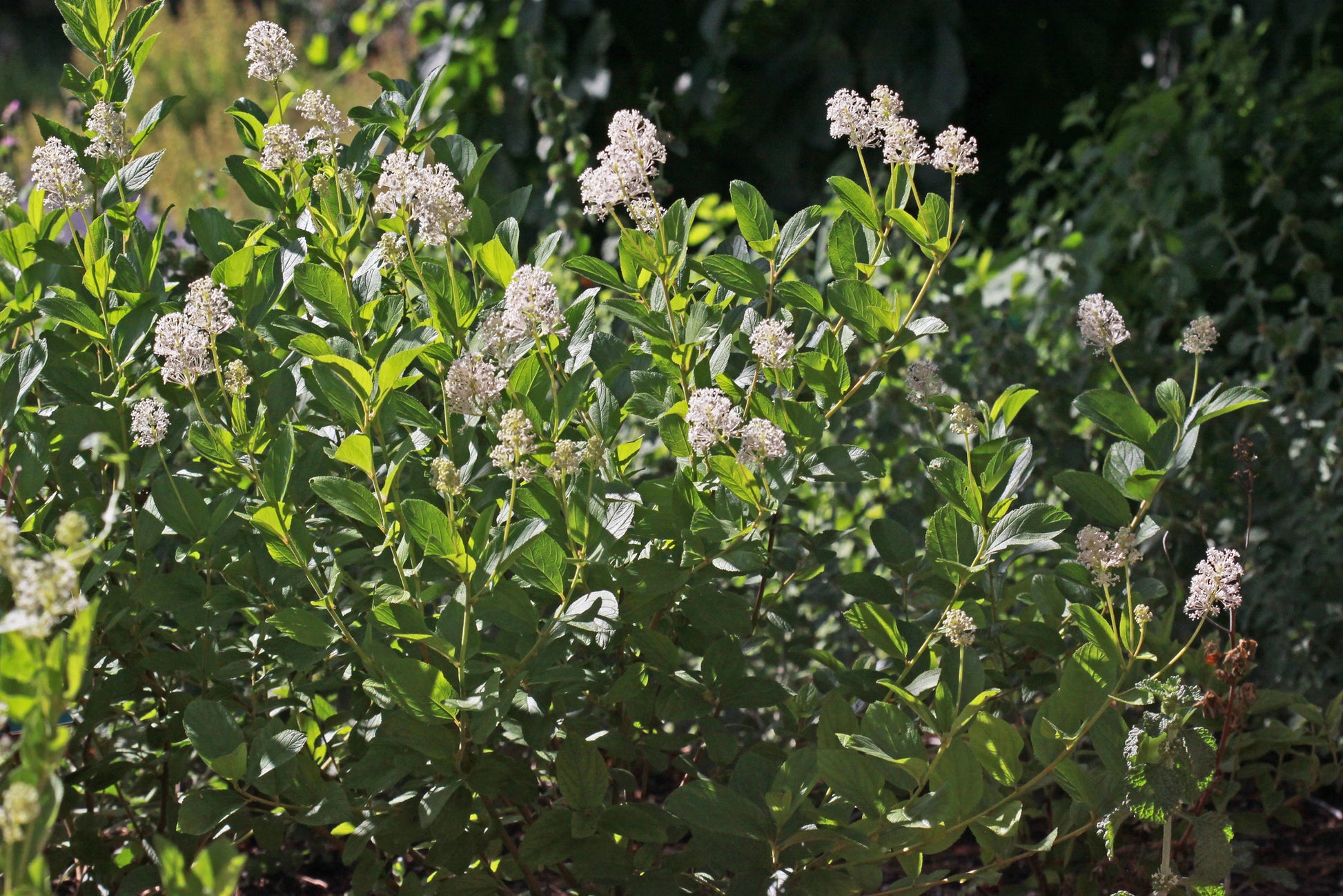 Side view of New Jersey tea shrub with multiple stems branching out, evenly covered in lush green leaves and a cluster of delicate white flowers on the tip of each stem.
