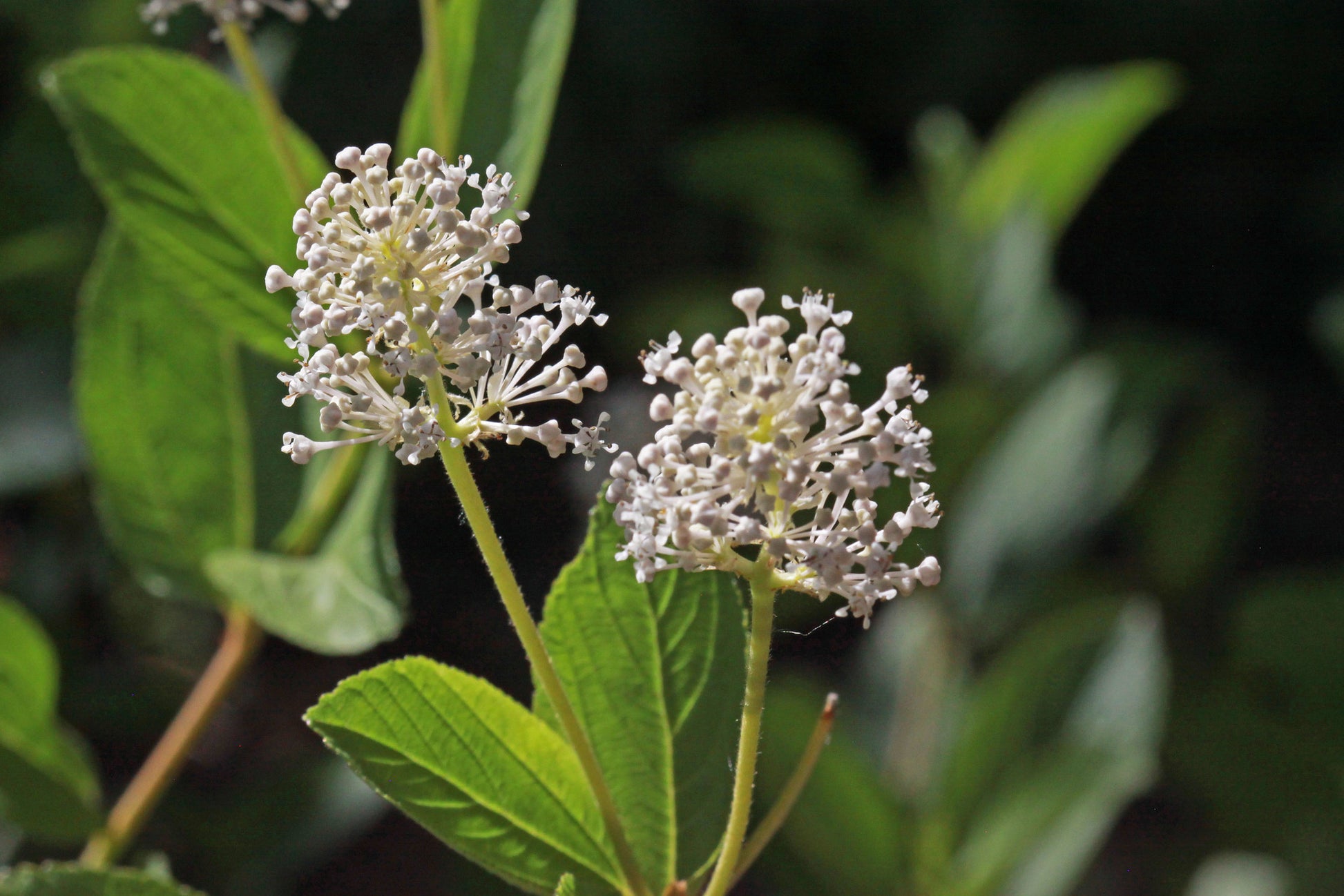 Close-up of a small, white flowers of a New Jersey tea growing in a rounded dense cluster at the end of the stem.