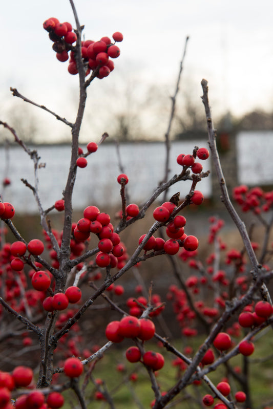 Close-up of bright red clusters of winterberries on the end of defoliated branches.