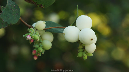 Close-up of round, smooth, bright white snowberries and tiny green blossoms on the end of a branch.