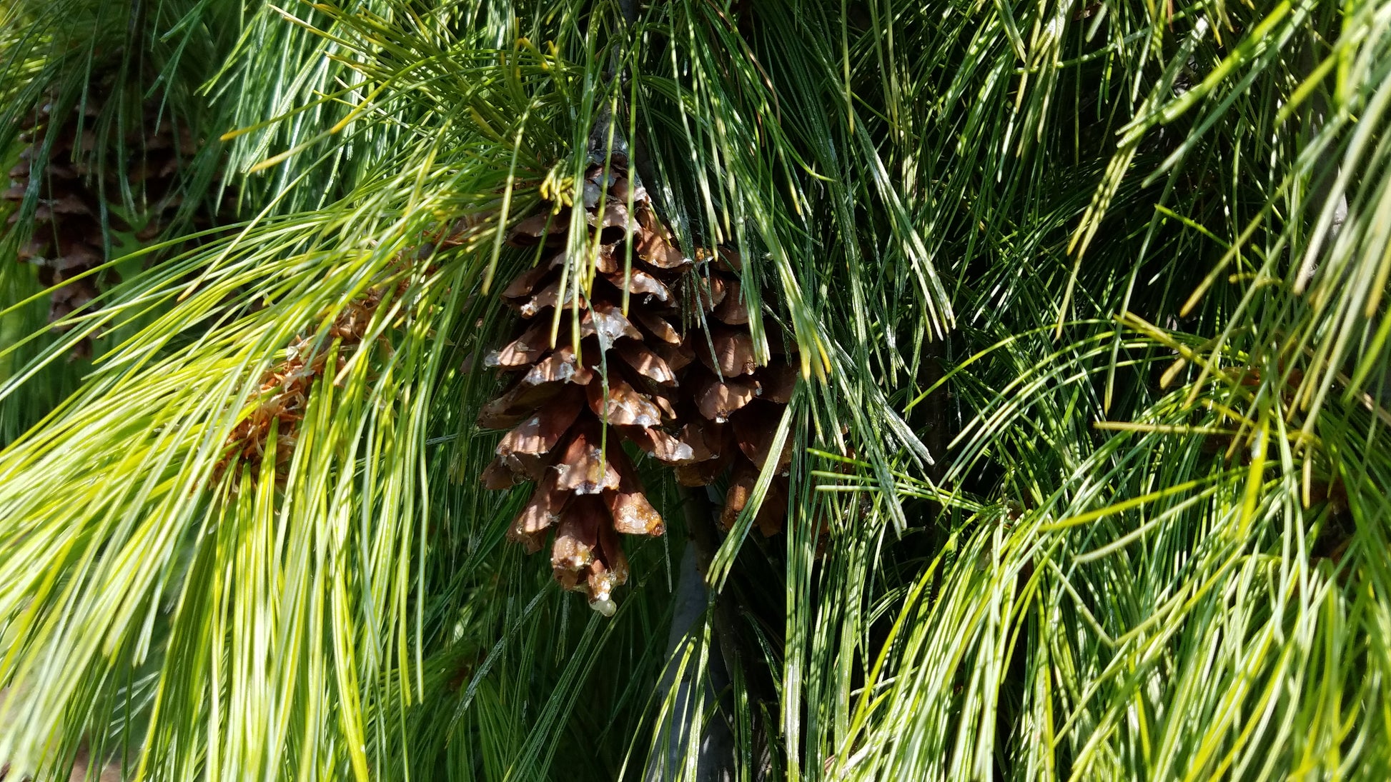 Pine cones and green needles of a white pine tree.