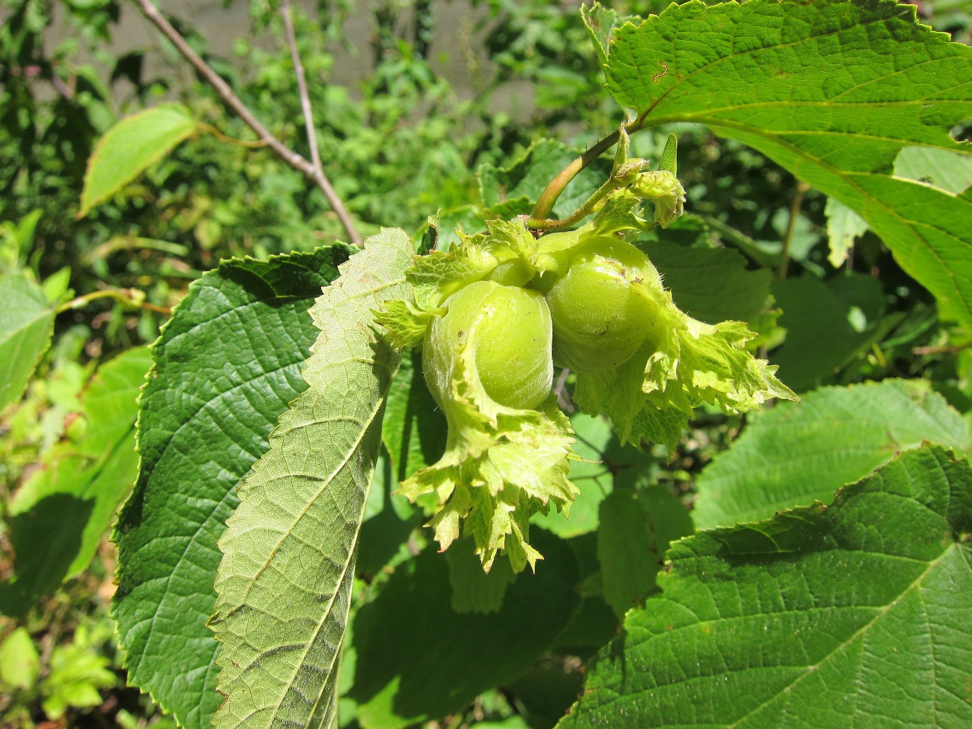 Close-up of unripe green hazelnuts on a branch with lush green leaves.