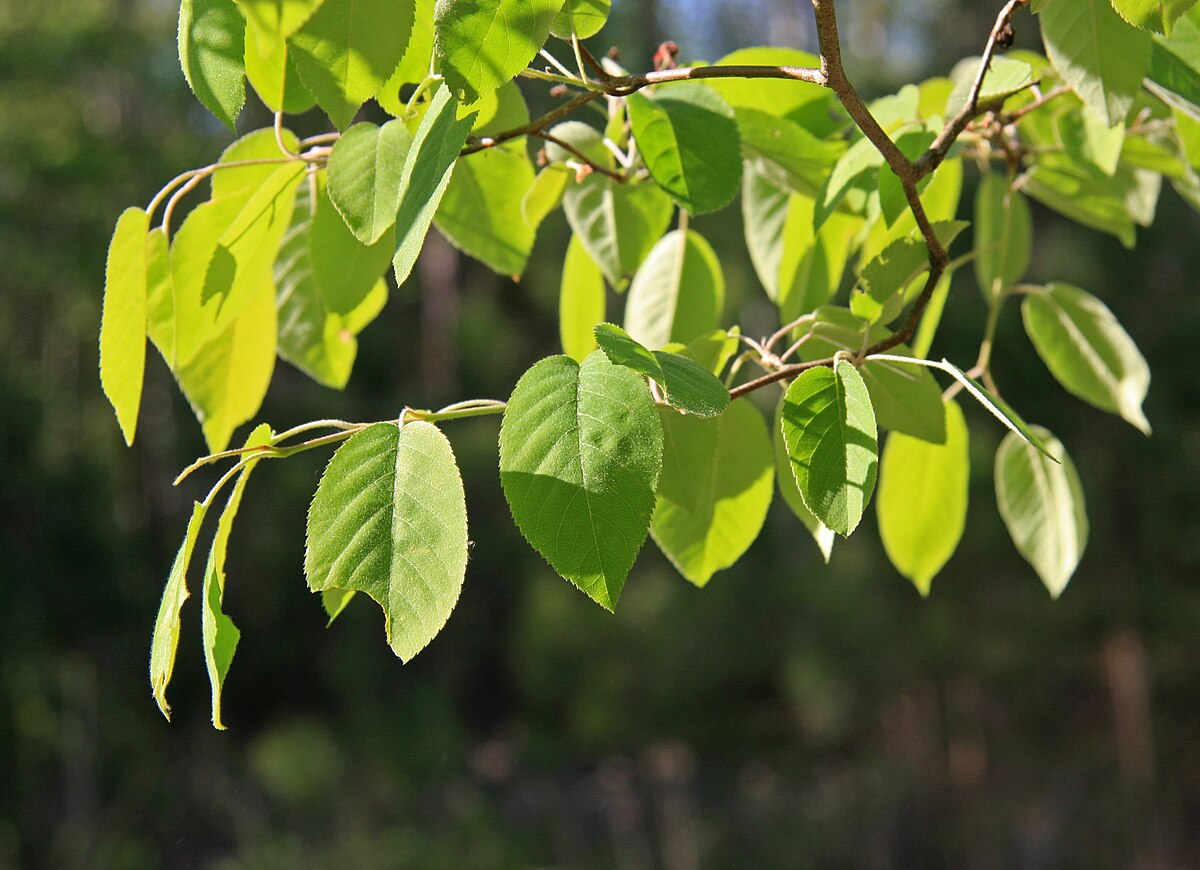 Sunlit soft green, almost fuzzy leaves of a downy serviceberry hanging from a slender brown branch. 