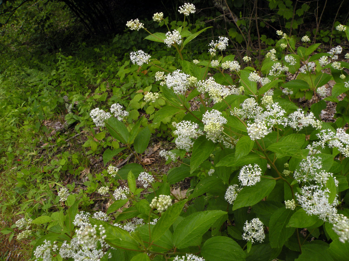 A short, dense New Jersey tea shrub with clusters of white flowers on the end of each leafy stem.