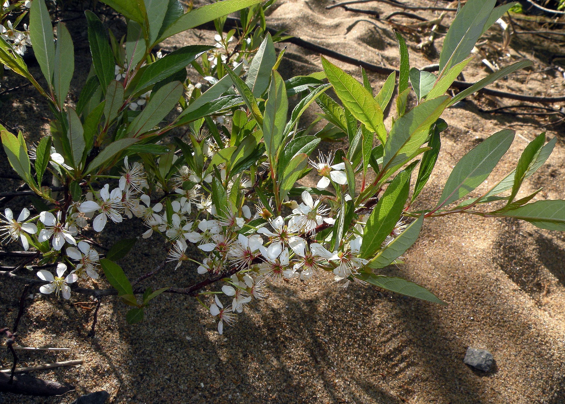 A sand cherry plant with white flowers with five petals and long filaments and long, somewhat narrow leaves that are growing close to the sandy ground.
