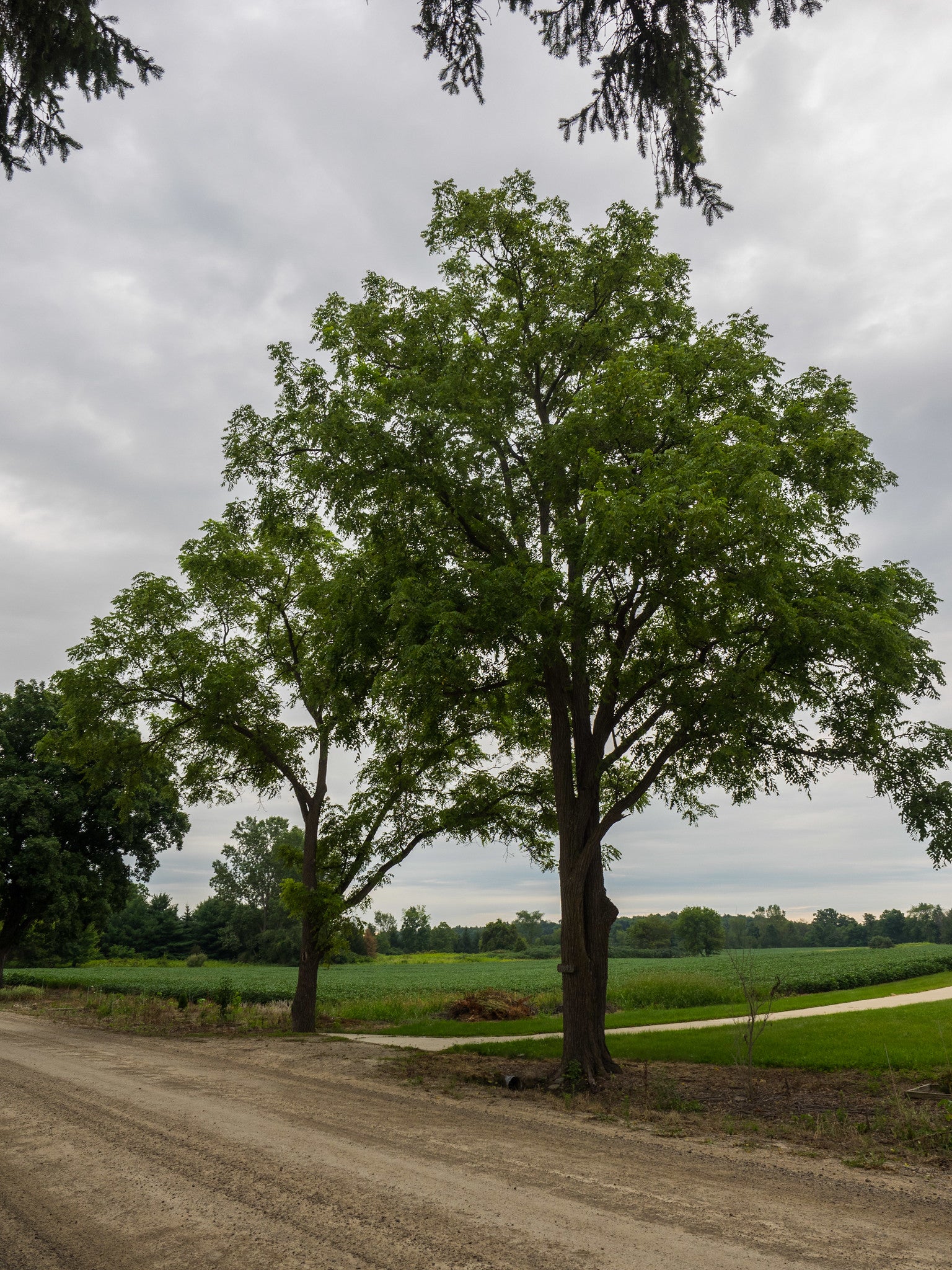 Two mature black walnut trees standing on either side of a drive way, both displaying a full, vibrant crown of green leaves.