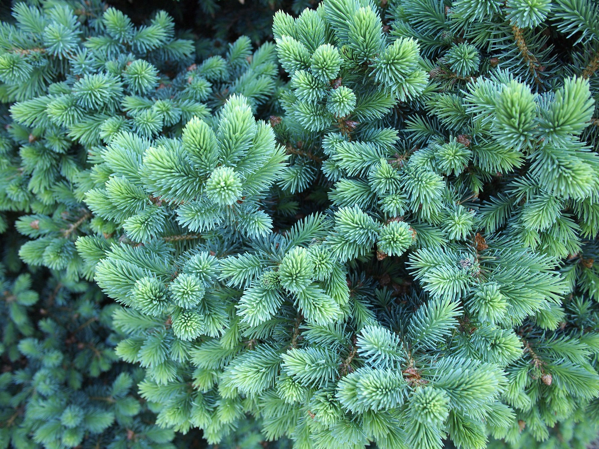 Close-up of lush, blue-green needles on white spruce tree branches.