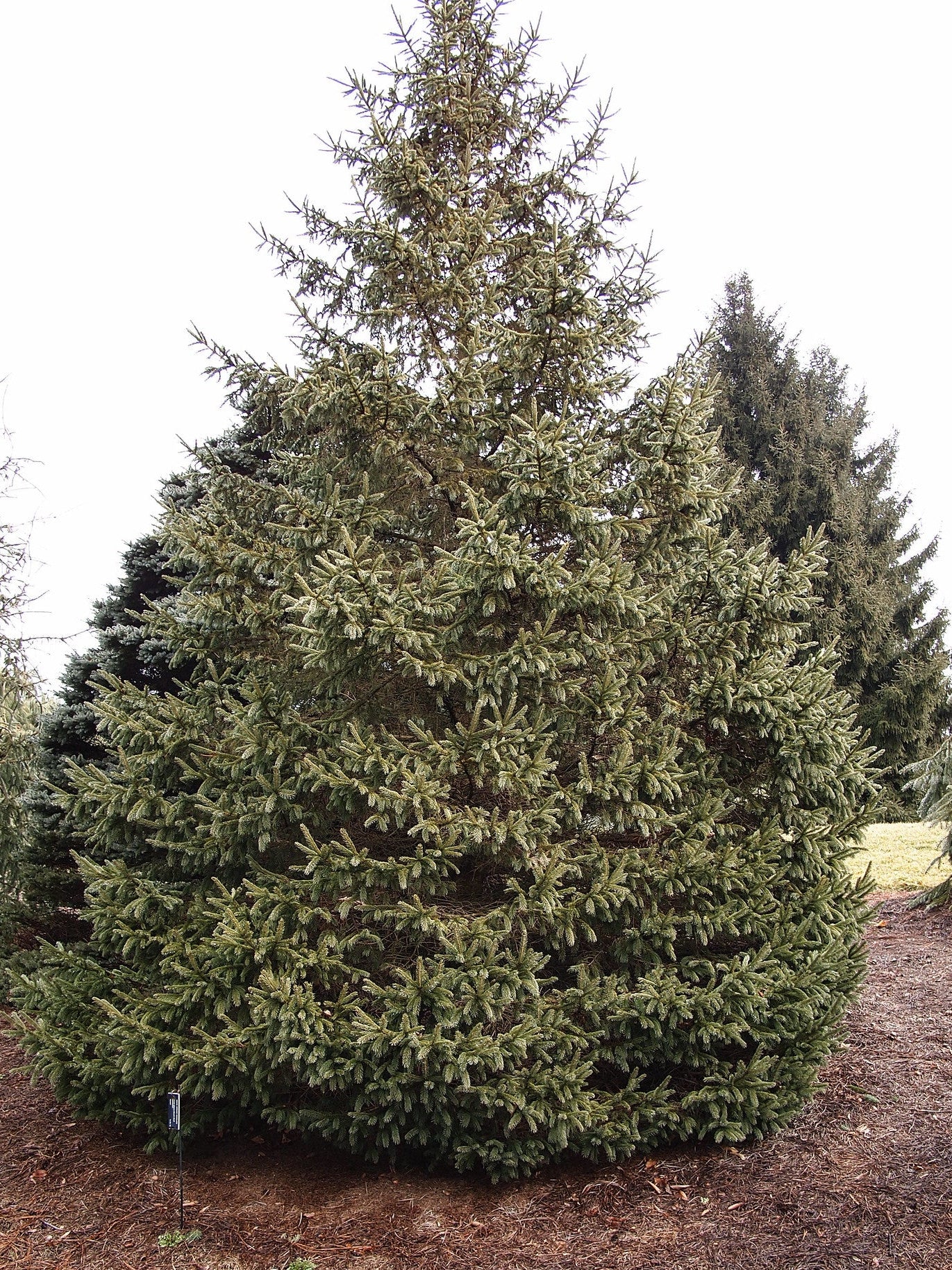 Dense white spruce with lush green needles stands in a landscaped area.