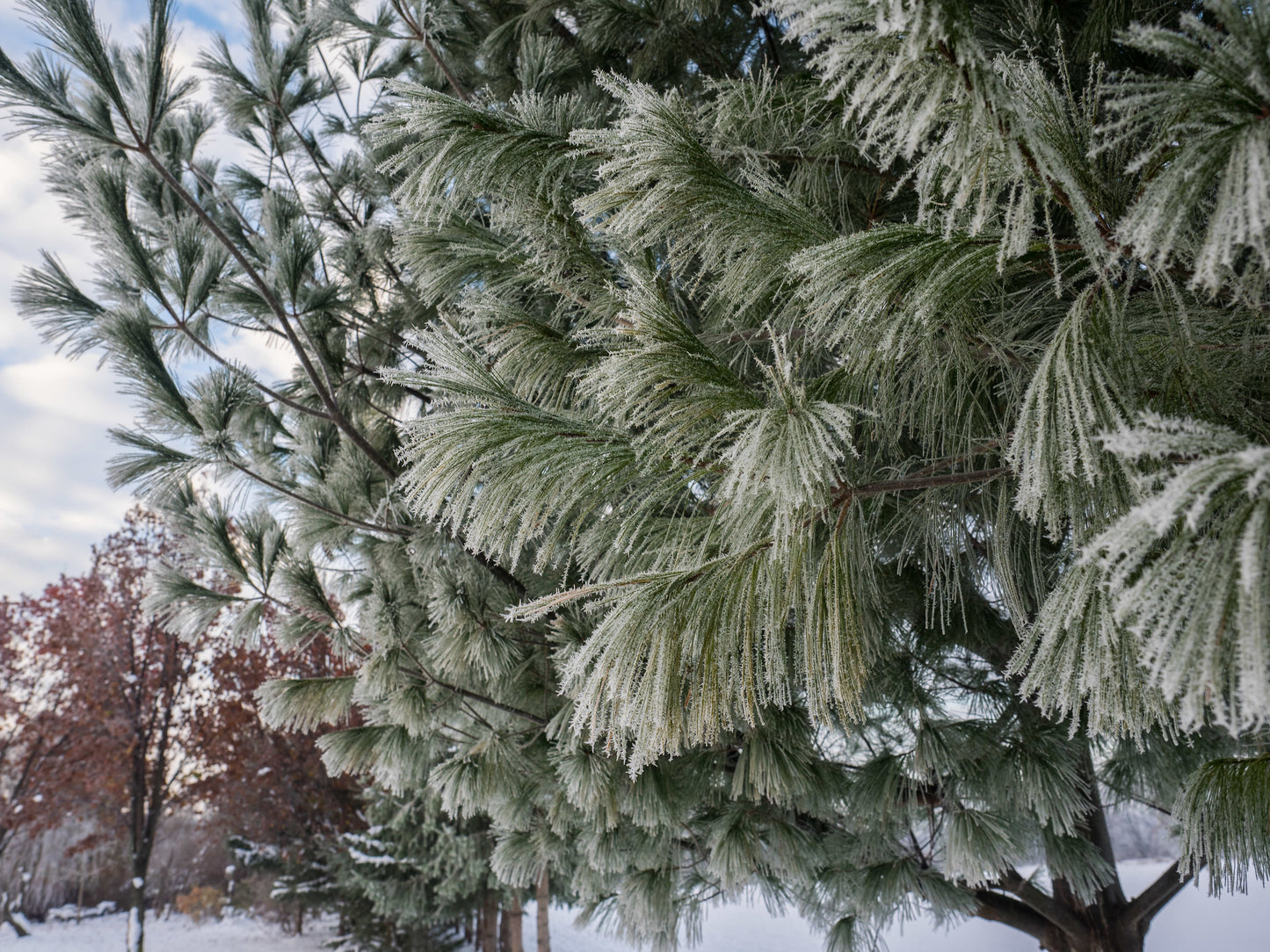 Close-up of frost-covered white pine tree branches in a snowy winter landscape, showing delicate ice crystals on long green pine needles.