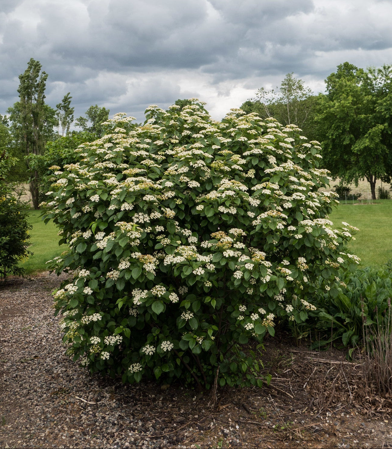 A lush, green arrowwood viburnum bush covered in beautiful white flowers stands in a landscaped area.