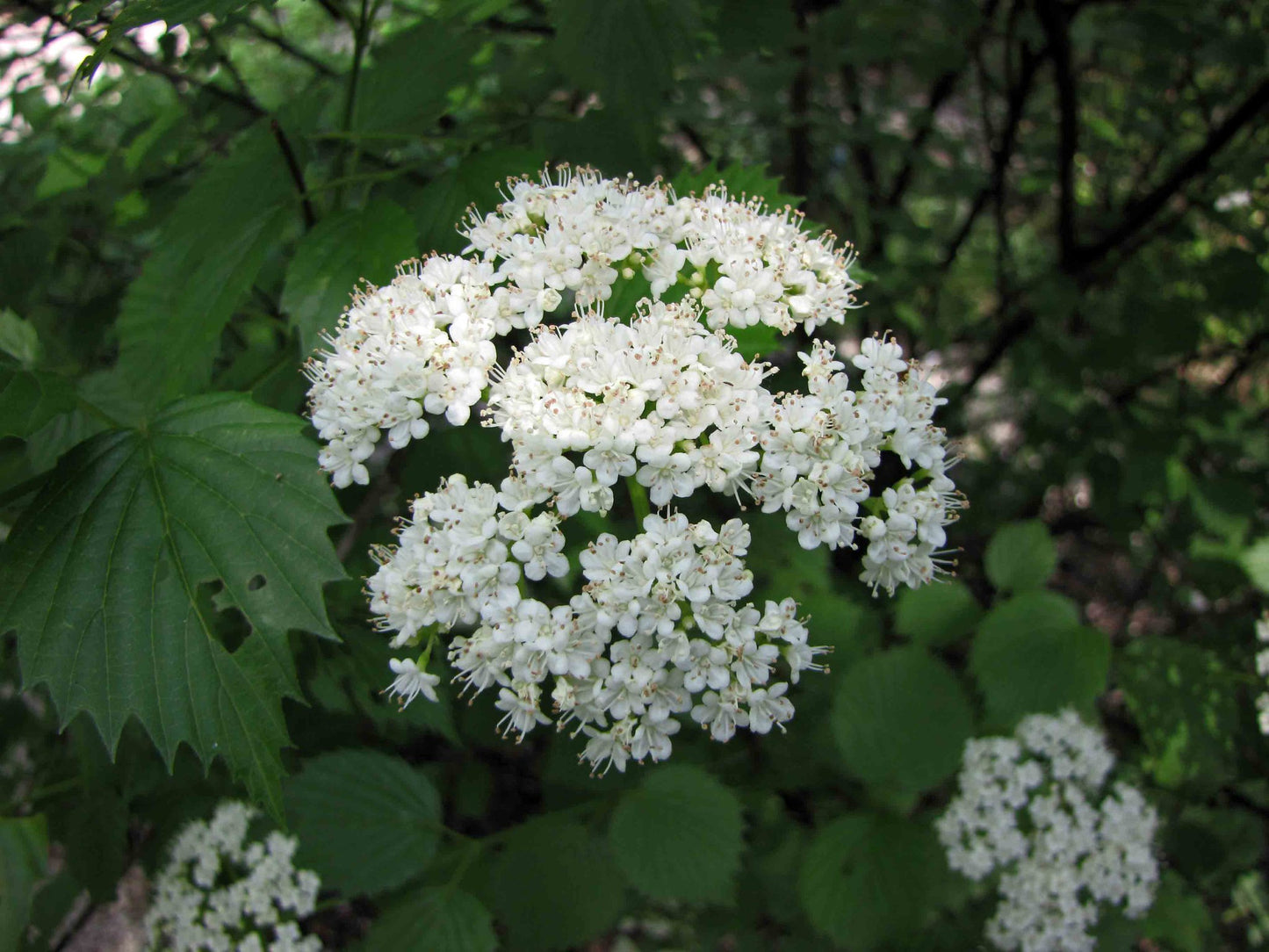 A dense cluster of delicate white florets (or small flowers) within an arrowwood viburnum inflorescence.