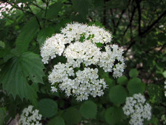 A dense cluster of delicate white florets (or small flowers) within an arrowwood viburnum inflorescence.