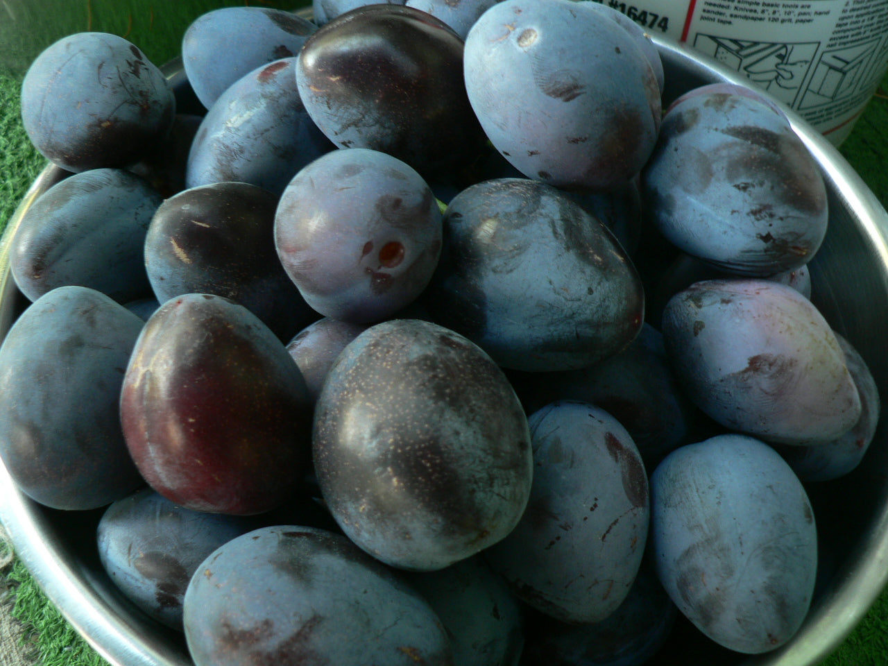 Metal bowl filled with plums on a grassy background