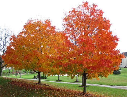 Two vibrant sugar maple trees with fall-time foliage in a park. The leaves are a fiery orange-yellow.